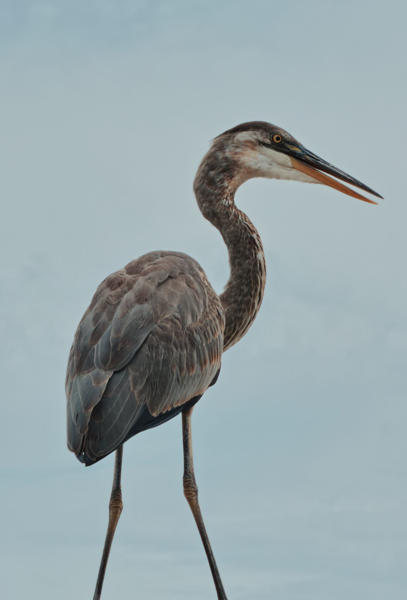 Heron standing with a light blue sky background, facing right, with long legs and a slender neck.