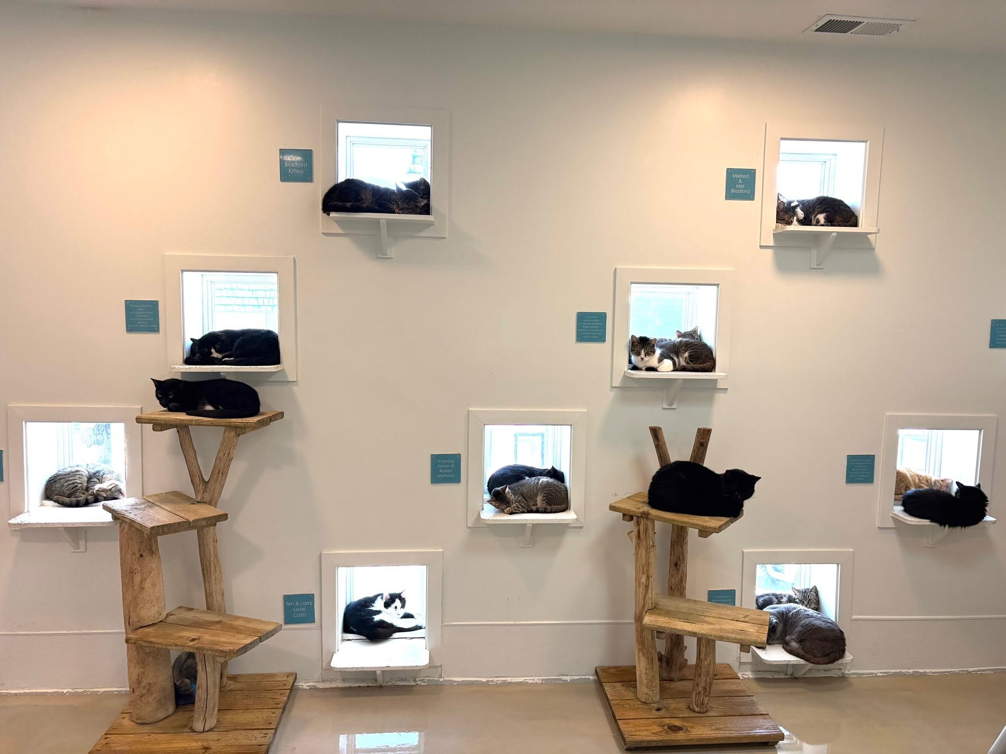 Wall with small illuminated display boxes containing animals, some on wooden platforms, with blue labels, in a gallery setting.